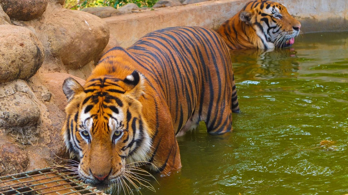 Zoobic Safari
