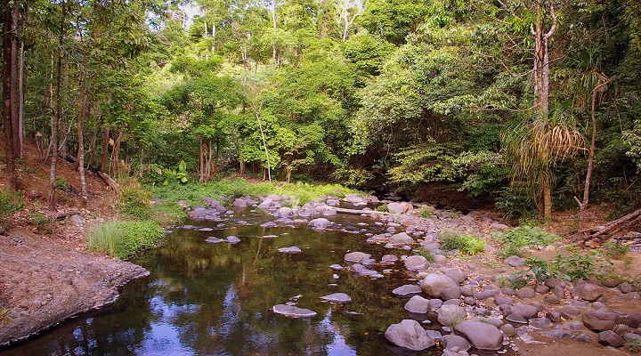 2 Pamulaklakin Forest Trail