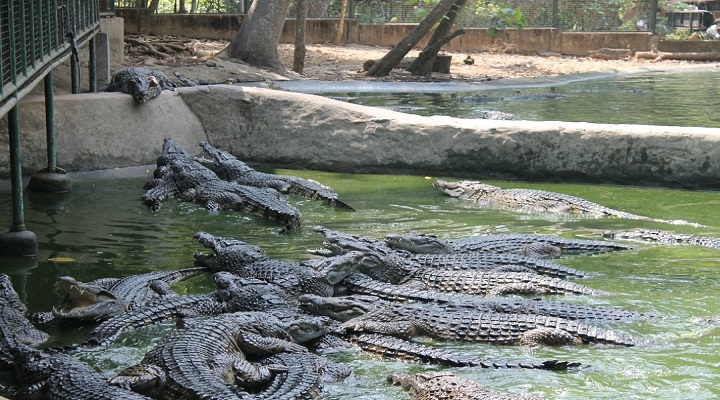 4 Zoobic Safari