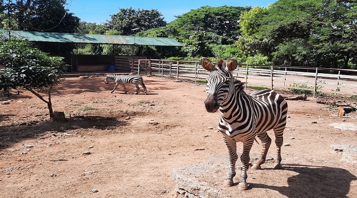 6 Zoobic Safari
