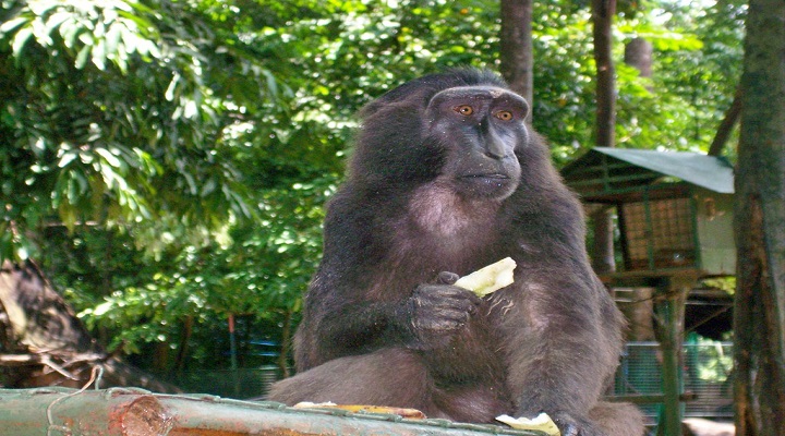 8 Zoobic Safari